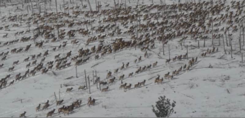 Large 1,000 Elk Herd Surprises South Dakota Surveyors