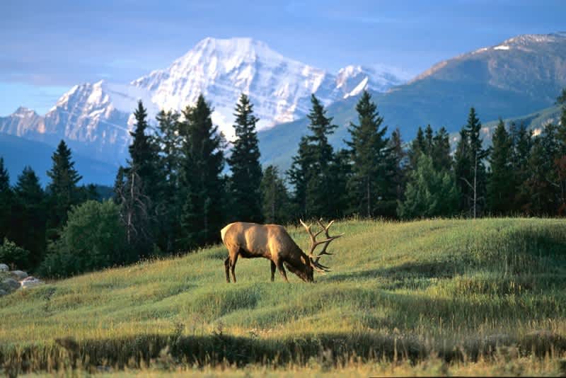 Photos: Nosing Ahead–Elk Camp 2013