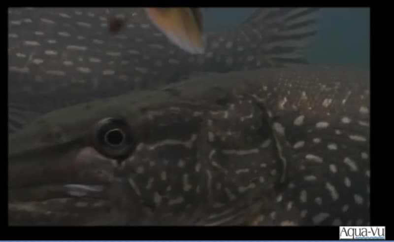 Incredible Underwater Fish Footage from Aqua-Vu Cameras