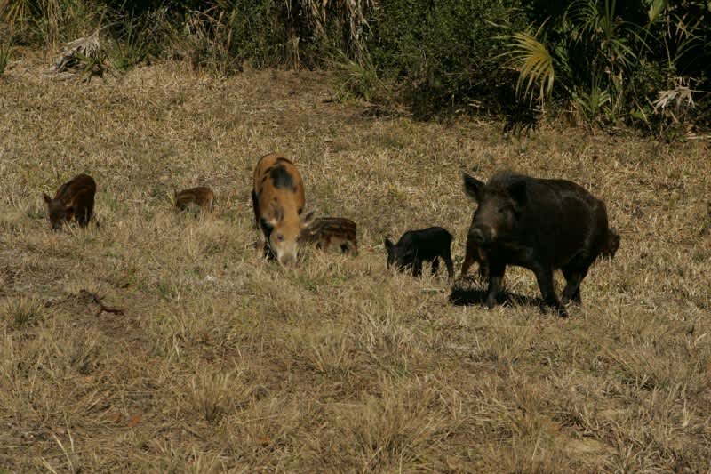 Toxoplasmosis, Trichinosis, Feral Pigs, and Hunters