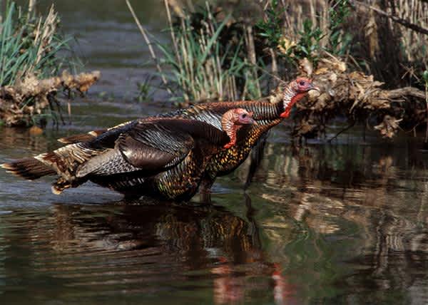 Yamaha Outdoors Tips: Float, Flush, or Sit for Water Gobblers