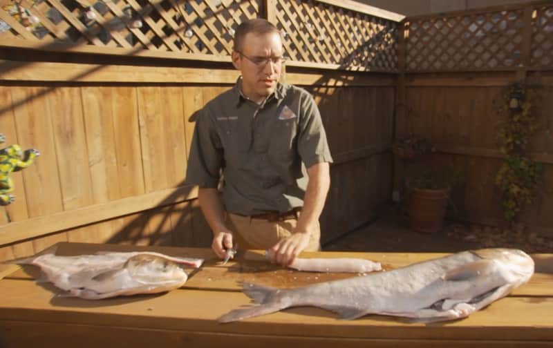If You Can’t Beat Them, Eat Them: Filleting and Cooking Asian Carp