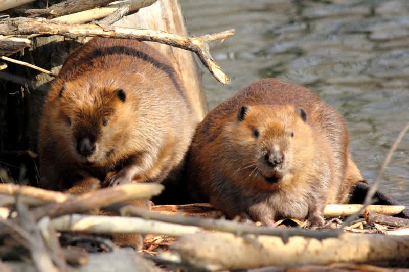 Beavers Take Over California Town, Residents Fearful of Falling Trees