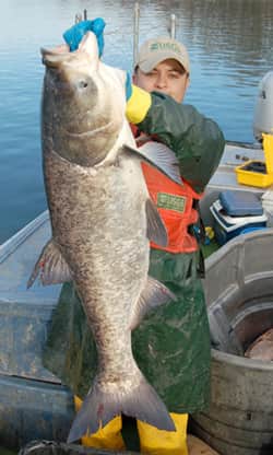 Kentucky Calls for Aid: Commercial Fishing Tournament Nets 40 Tons of Asian Carp