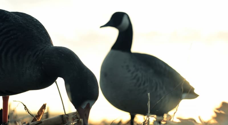 A Video Salute to Waterfowlers