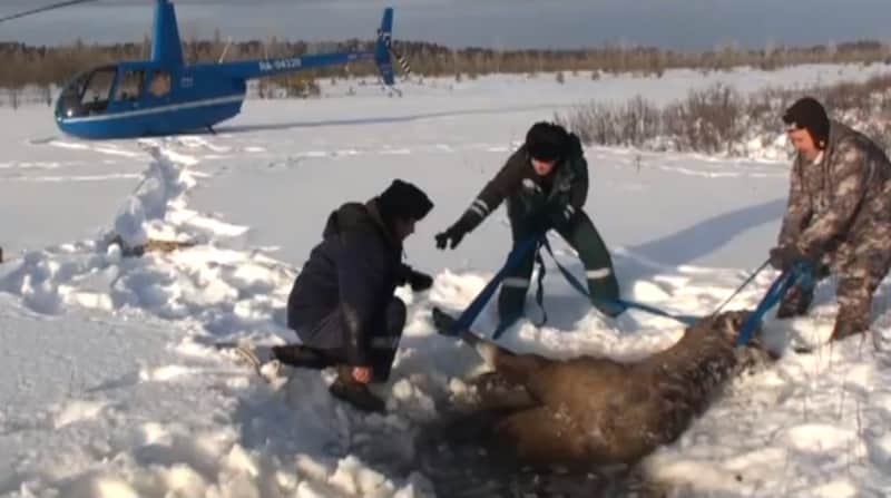 Video: Russian Helicopter Pilots Save Moose from Frozen Lake
