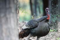 Turkey Hunting Workshop Aimed at Women in Arkansas