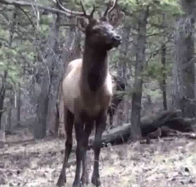 Video: Elk Bull Runs Past Hunters in Chase for Female