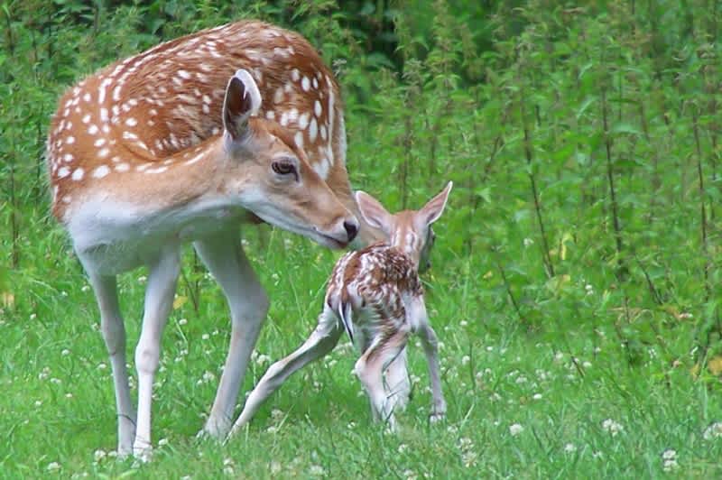Study Finds Mother Deer Raise Dominant Bucks with Special Care