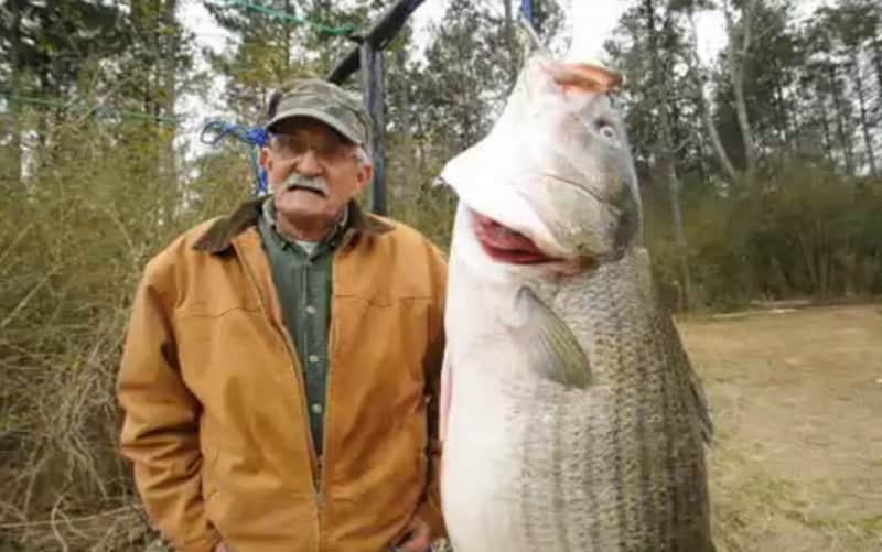 Alabama Angler Catches Possible World Record Striped Bass