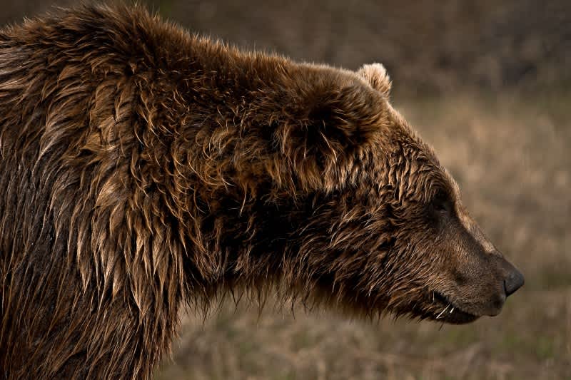 Sons Shoot Grizzly at 10 Feet to Save Father, No Charges Filed