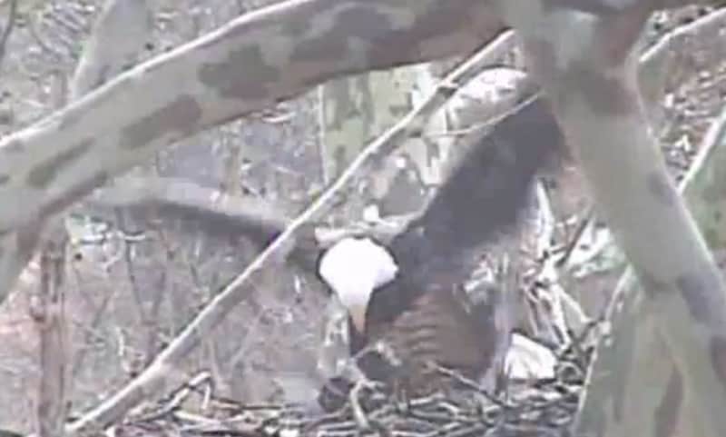 Video: Hawk Intrudes on Bald Eagle Nest, Gets Clobbered