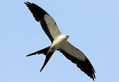 South Carolina Public Asked to Report Sightings of State-endangered Swallow-tailed Kite