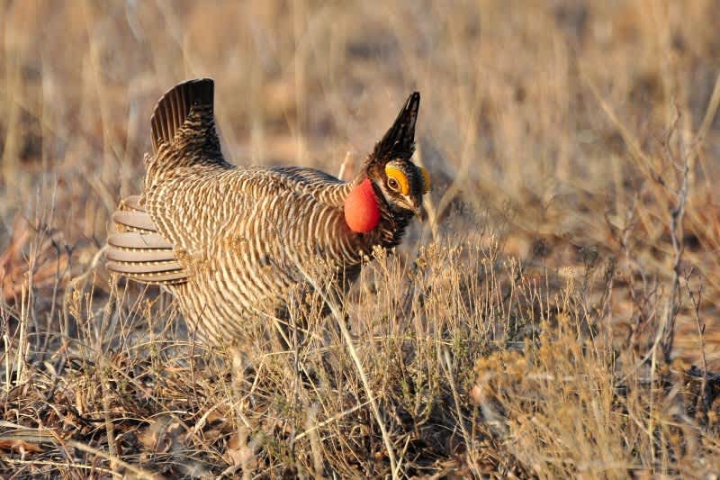 Lesser Prairie Chicken Decision Delayed by Federal Government