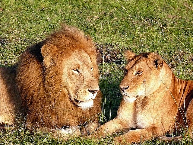 American Hunters: Necessary to Save African Lions
