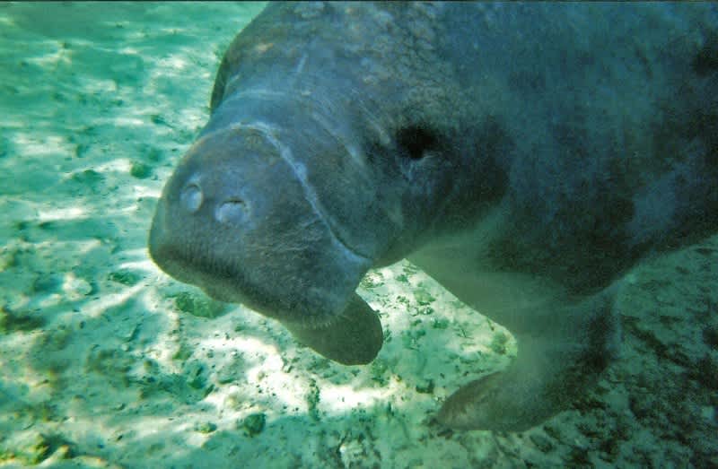 Florida Red Tide Kills Manatees in Record Numbers