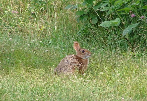 Conservationists Take Steps to Save Threatened Cottontail Species