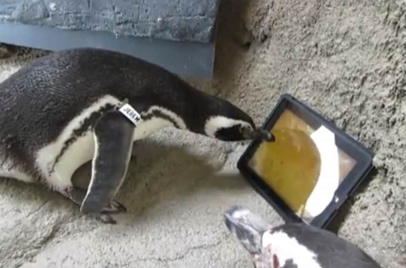 Video: Penguins Figure Out iPad App