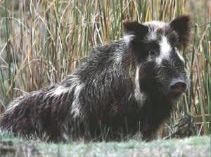 California DFW to Offer Wild Pig Hunting Clinic in Monterey County