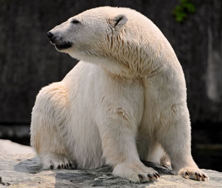 Polar Bear/Grizzly Hybrids Reveal Species’ Mixed Ancestry