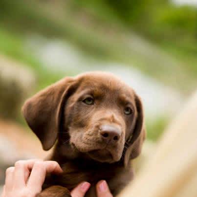 Finding a Quality Breeder for Your Next Puppy