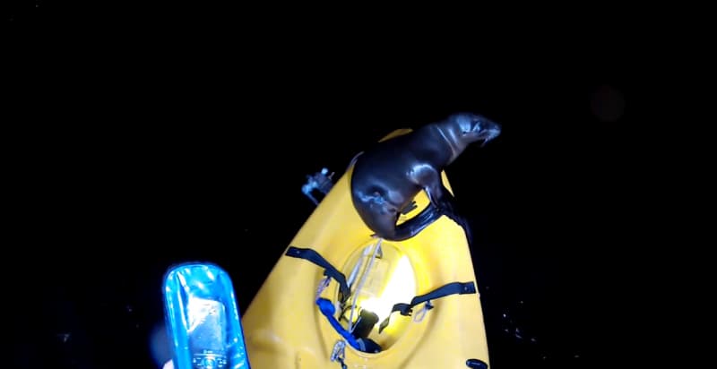 Video: Sea Lion Pup Hitches Ride on Kayak