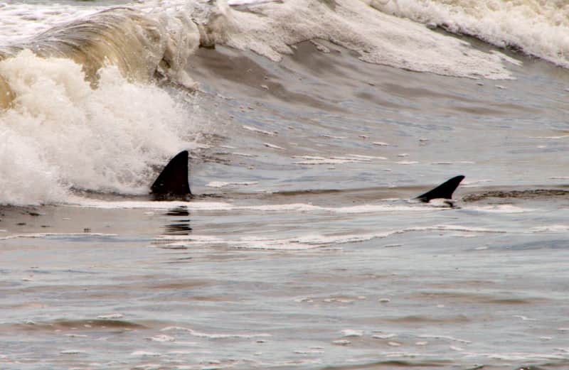 Increase in Number of Sharks Along Florida Coast Close Beaches
