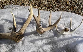 Want to Gather Shed Antlers in Utah? Free Course Must Be Completed First
