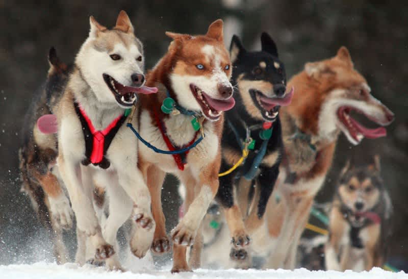 Iditarod Participants Hunt to Keep Meat on the Table