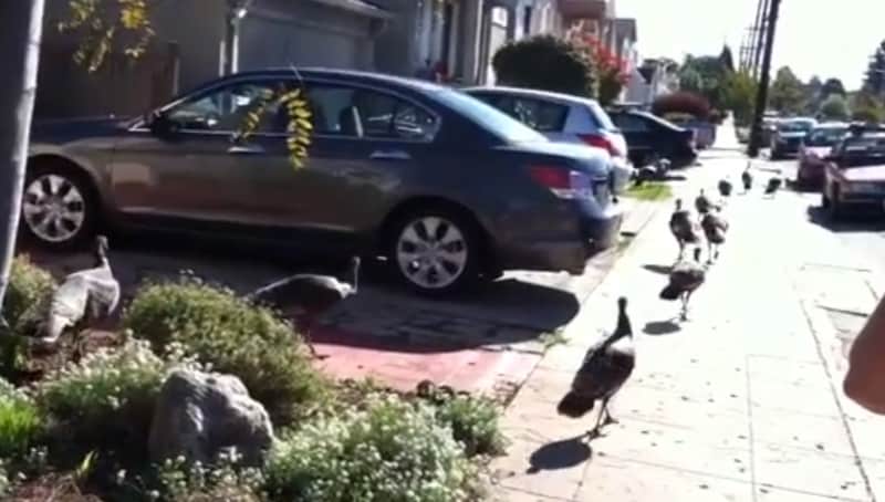 Inquisitive Turkeys Invade California Town