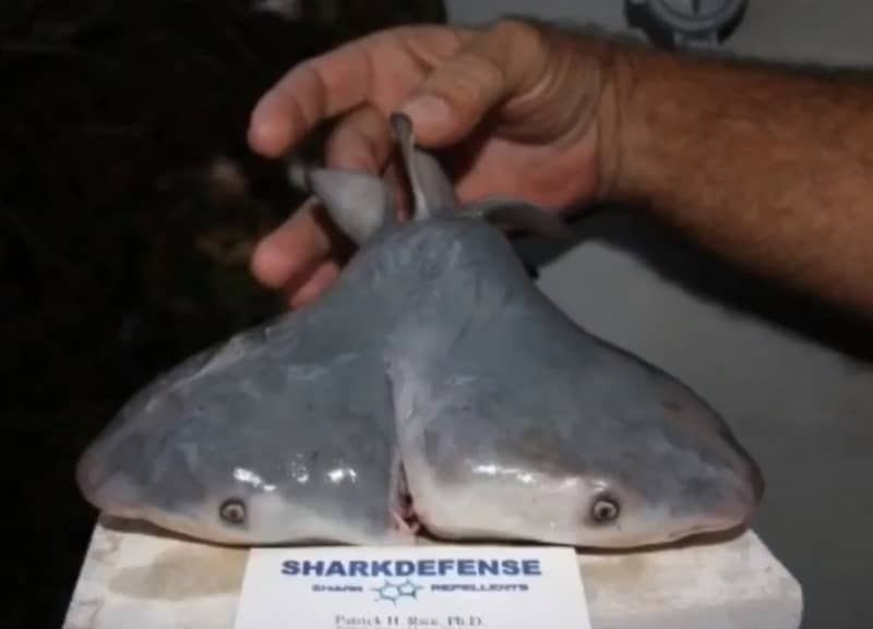 Two-headed Bull Shark Found in Florida Keys