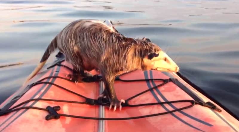 Video: Kayaker Rescues Pregnant Possum from the Water