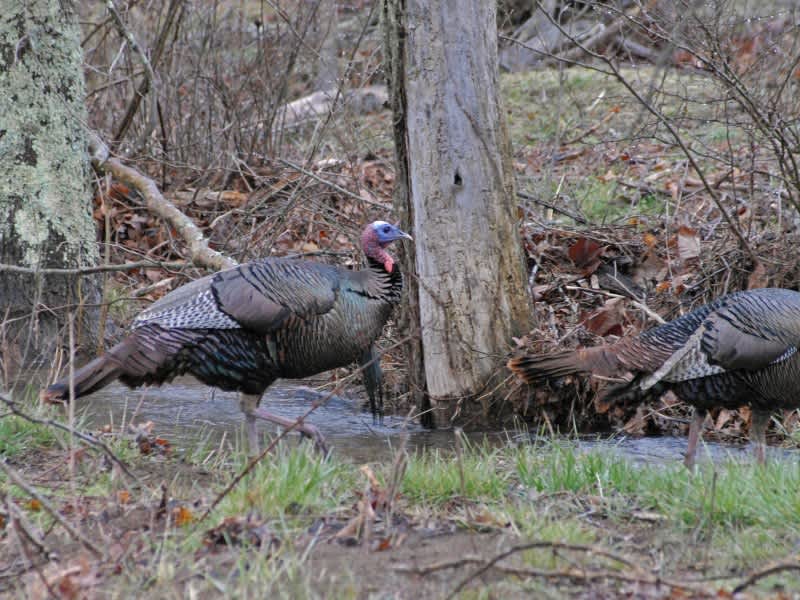 Handling Heavy Hunter Pressure on Turkeys with Chris Kirby