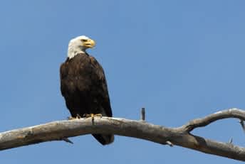 Bald Eagle Breeding Closures Lifted on Some Arizona Waters