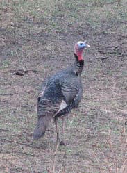 Spring Turkey Hunting: Opening Day