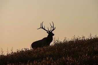 Apply Now for Your Best Chance at a Kentucky Elk Hunt