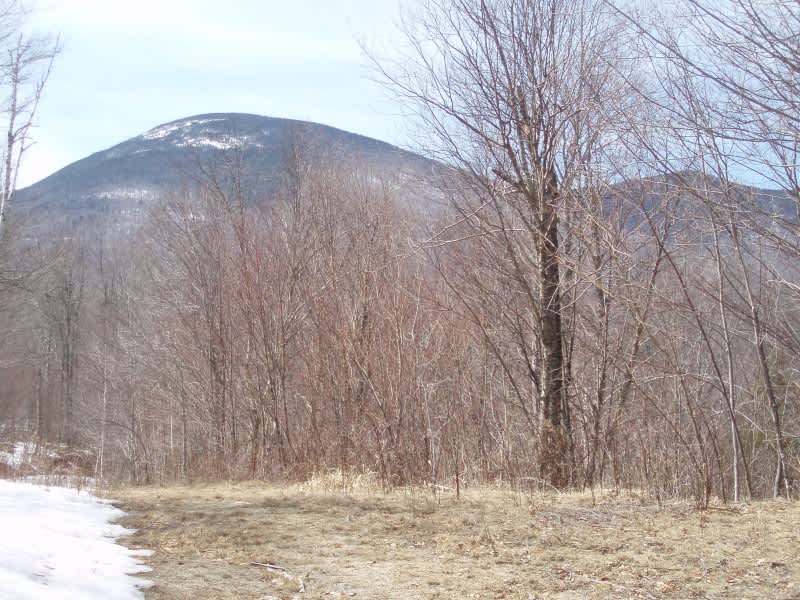 Moose Tale along a New Hampshire Hiking Trail