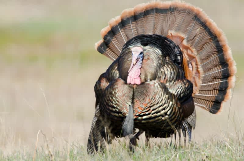 Hard Core Turkey Hunting Tips