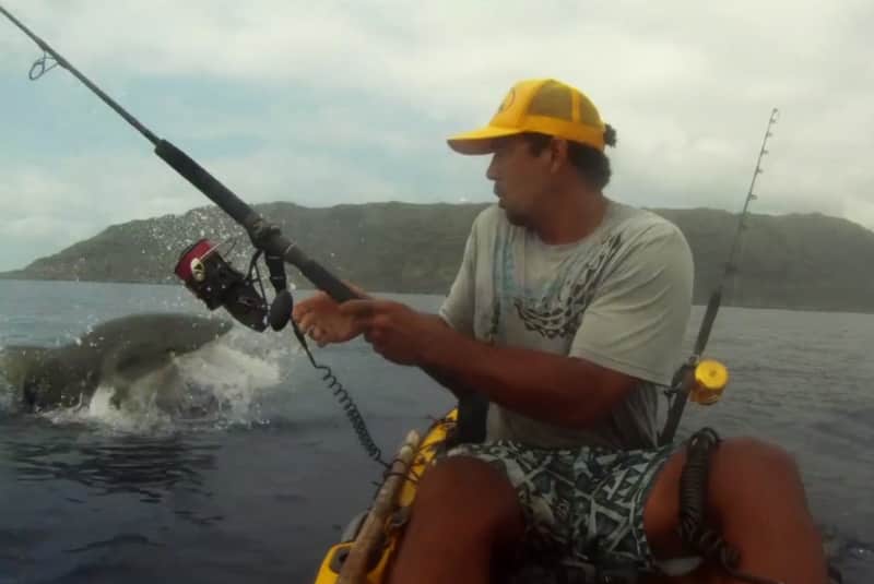 Video: 5 Terrifying Man-on-shark Kayak Encounters