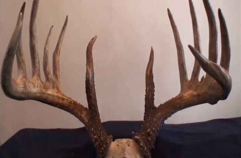 NBBC Crowns the Johnny King Buck as World Record Typical