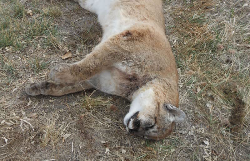 Information Sought in Montana, Mountain Lion Poaching Case