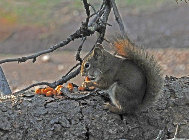 Red Squirrels: Profile of a Feisty Small Game Species