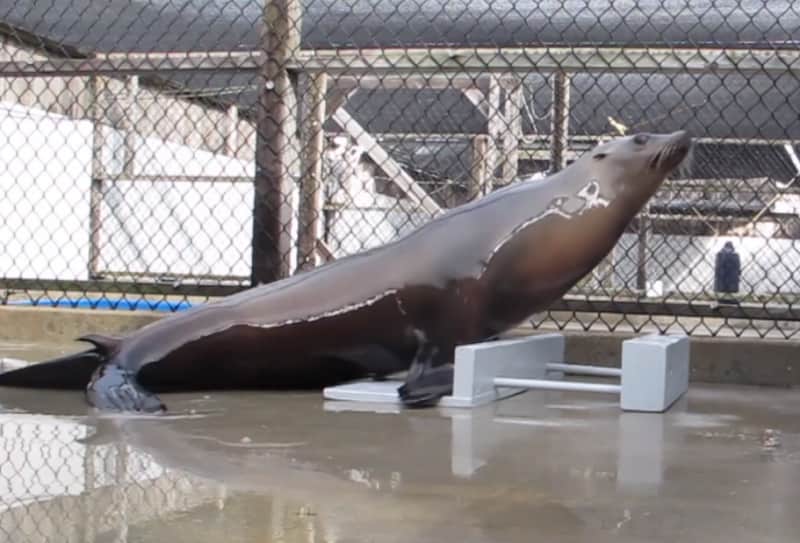 Video: Rhythmic Sea Lion Displays a Startling Ability