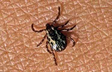 Tick Prevention Isn’t Mission Impossible