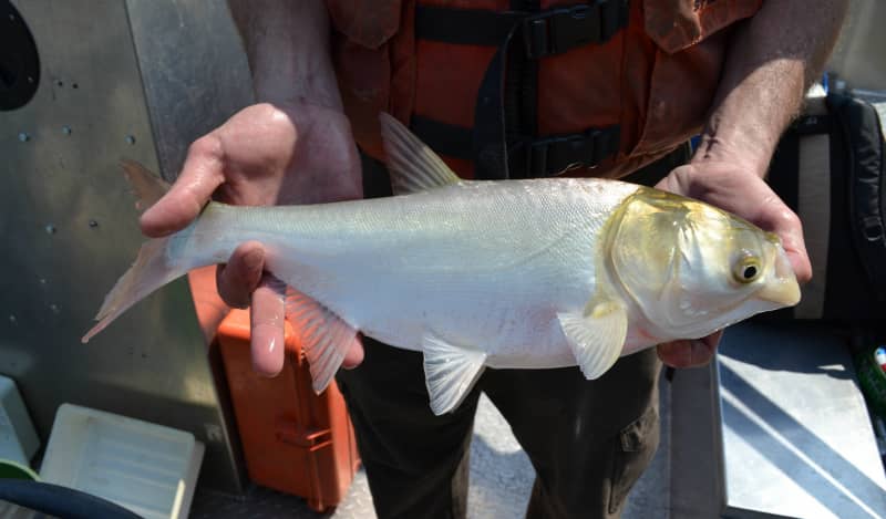Asian Carp Might Have Invaded the Great Lakes
