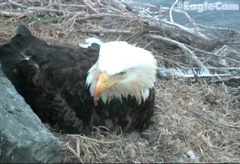 Watch Live Feed of Newly-hatched Bald Eagles