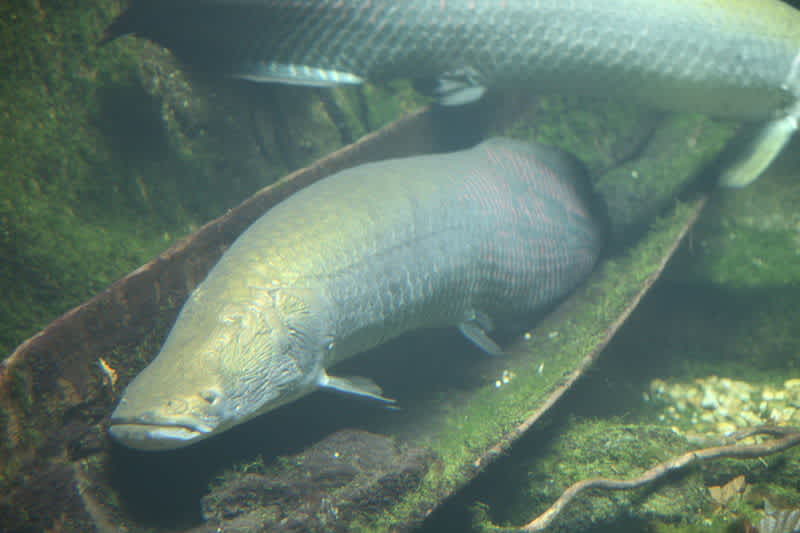 Evidence of Giant Air-breathing Amazonian Fish “Rediscovered”
