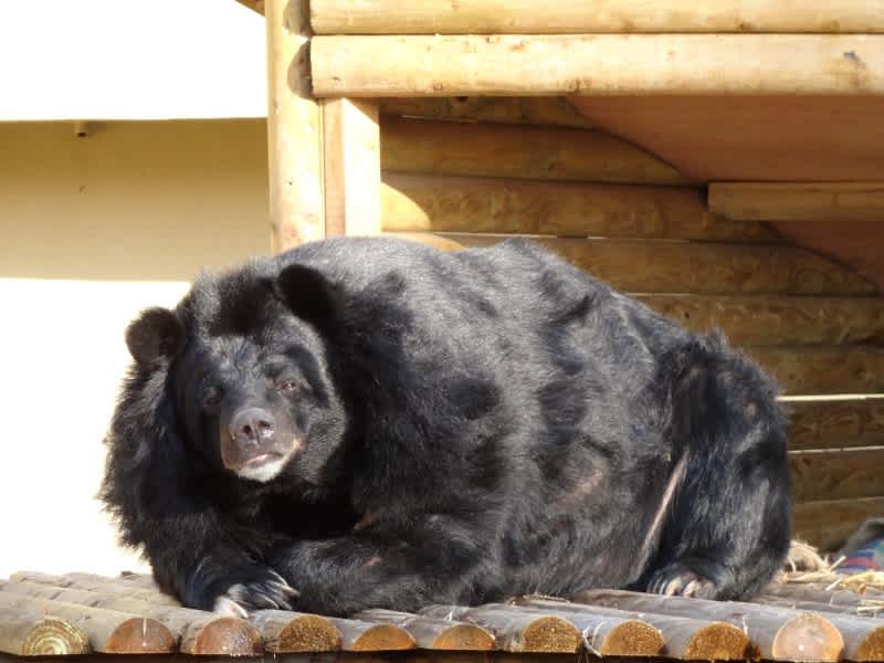 Loatian Black Bear First Ever to Receive Brain Surgery