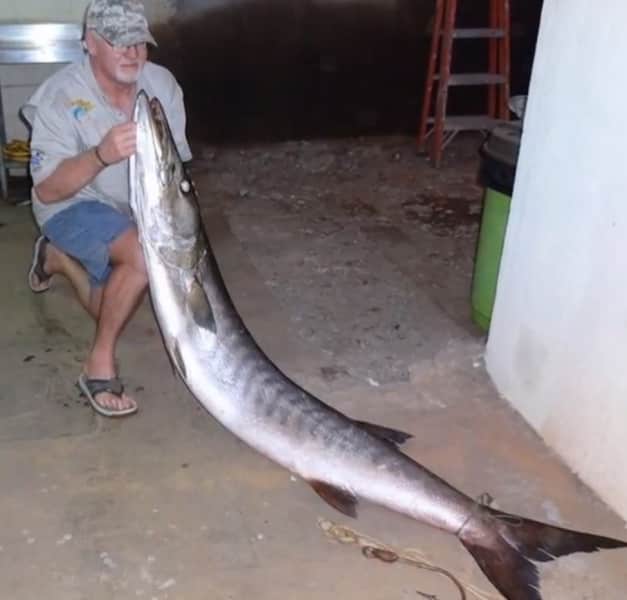 Possible All-tackle Record Barracuda Caught in Angola