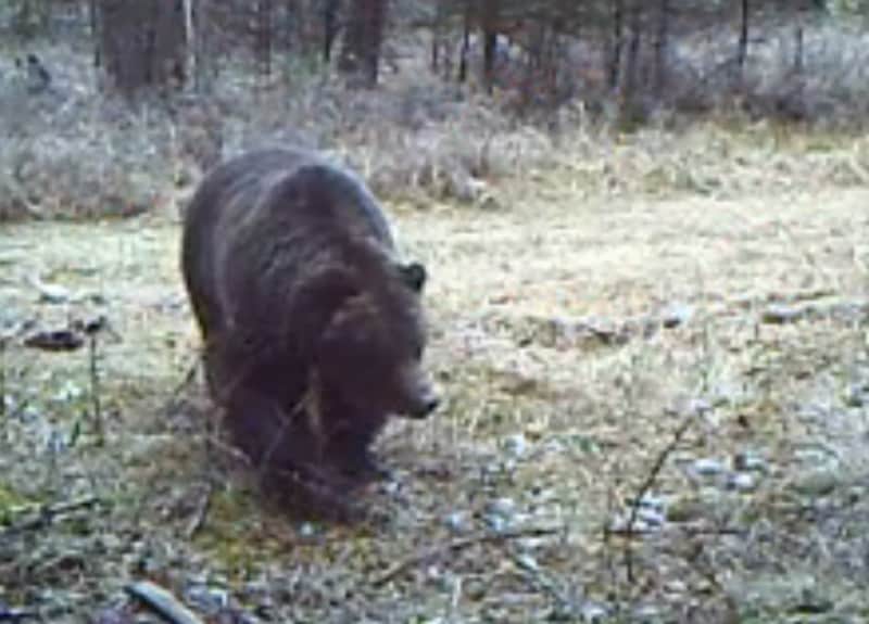 Montana Turkey Hunter Charged by Grizzly at 10 Yards